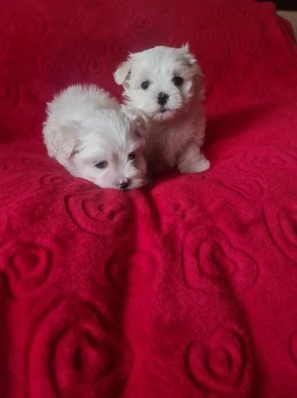 stupendi intelligenti maltese di pura razza | Foto 0