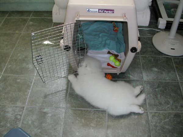 cuccioli di samoiedo disponibile | Foto 1