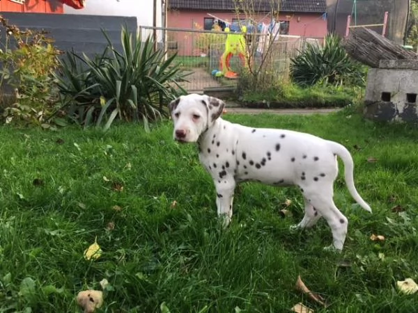 cuccioli dalmata con pedigree | Foto 0