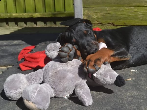 cucciolo di dobermann maschio e femmina | Foto 1