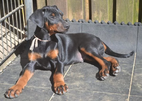 cucciolo di dobermann maschio e femmina | Foto 0