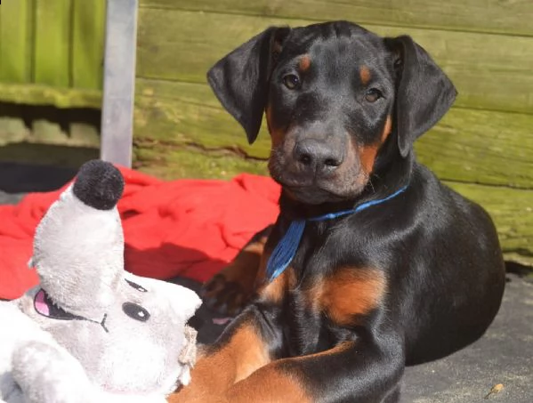 cucciolo di dobermann maschio e femmina