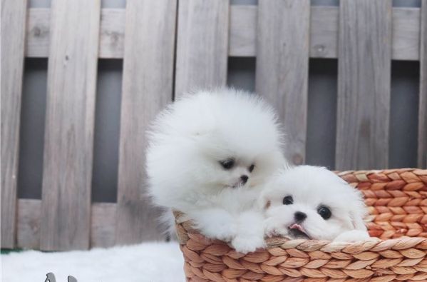 pomeranian puppy | Foto 1