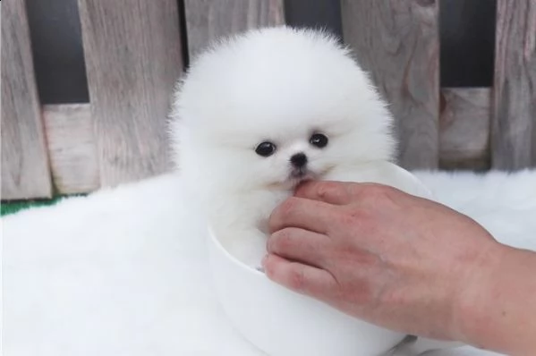 pomeranian puppy | Foto 0