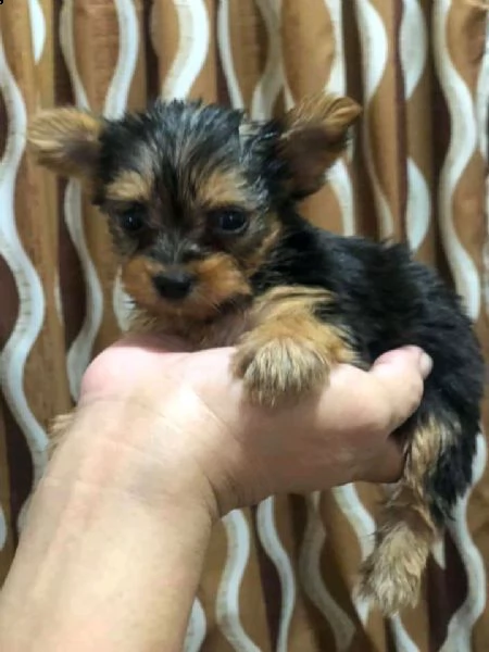 cucciolo di yorkshire mini toy