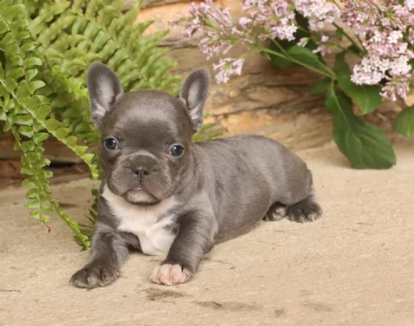 cuccioli bouledogue francese | Foto 2