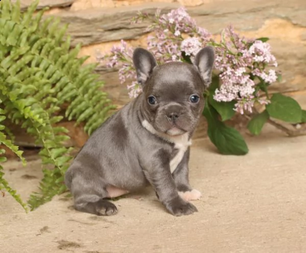 cuccioli bouledogue francese | Foto 1