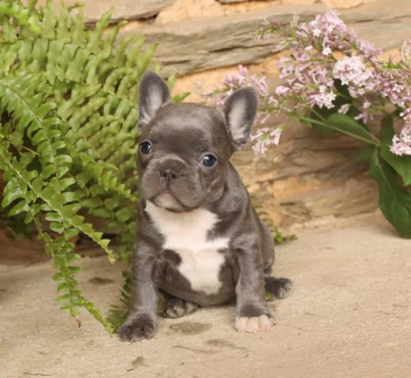 cuccioli bouledogue francese | Foto 0