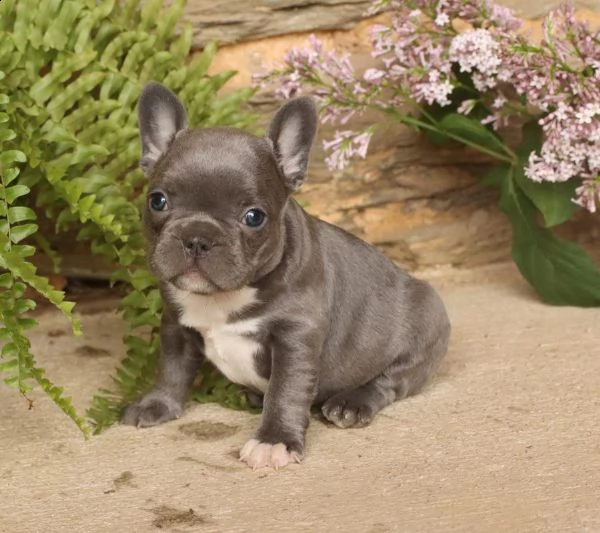 cuccioli bouledogue francese