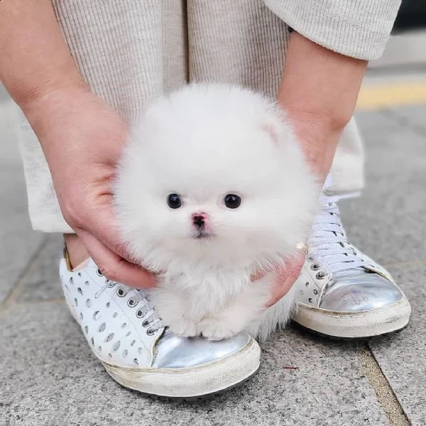 regalo cucciolo pomerania