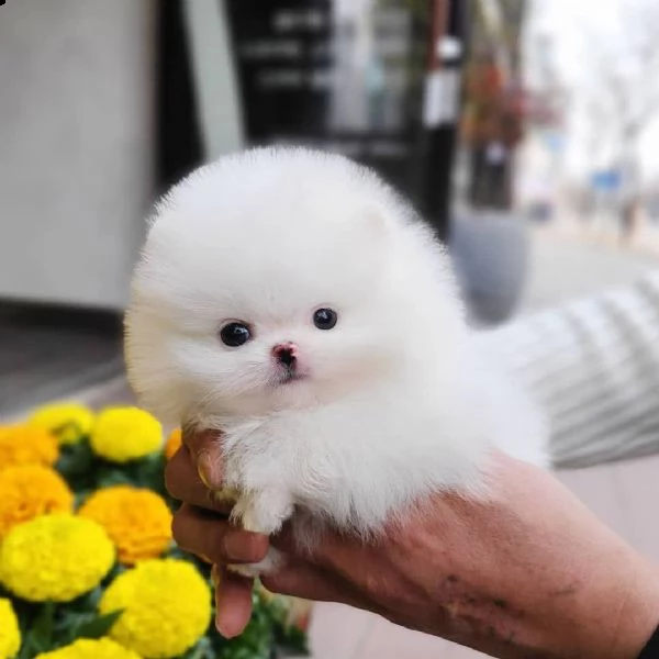 regalo cucciolo pomerania | Foto 0