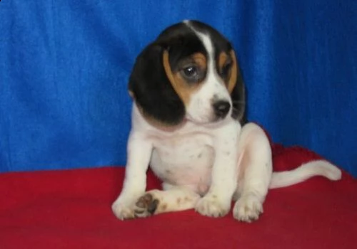 cuccioli