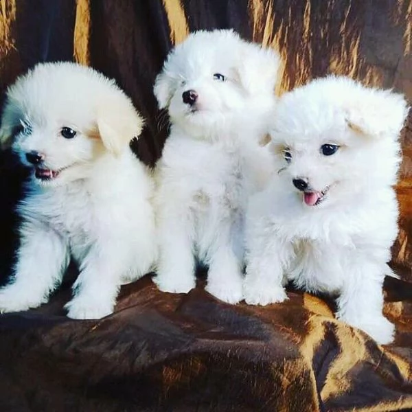 disponibile visita maltese e porta il tuo a casa. | Foto 0