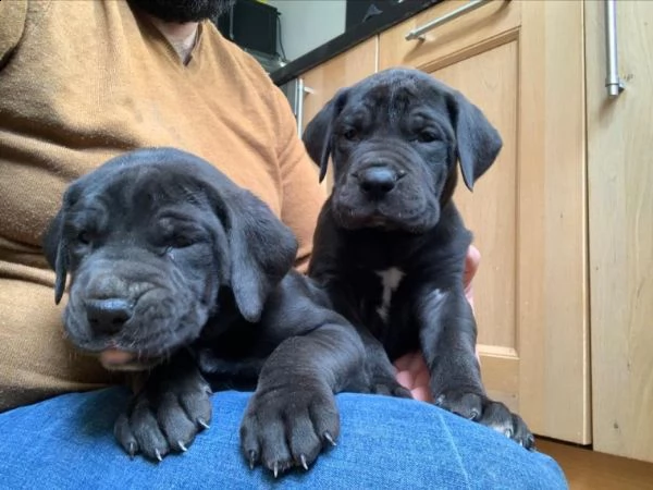 cuccioli di alano blue | Foto 1