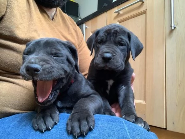 cuccioli di alano blue | Foto 0