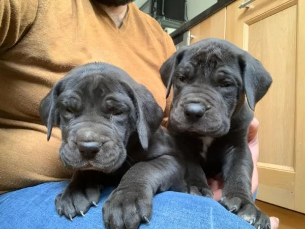 cuccioli di alano blue