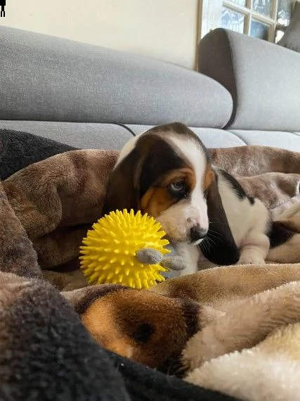 cuccioli di bassethound | Foto 1