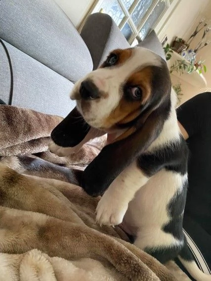 cuccioli di bassethound | Foto 0