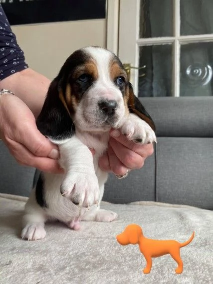 cuccioli di bassethound