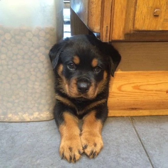 bellissimo rottweiler cucciolino | Foto 2