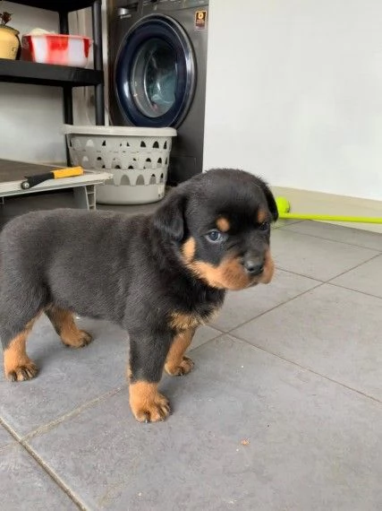 bellissimo rottweiler cucciolino | Foto 1
