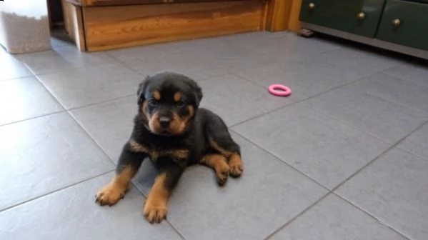 bellissimo rottweiler cucciolino | Foto 0