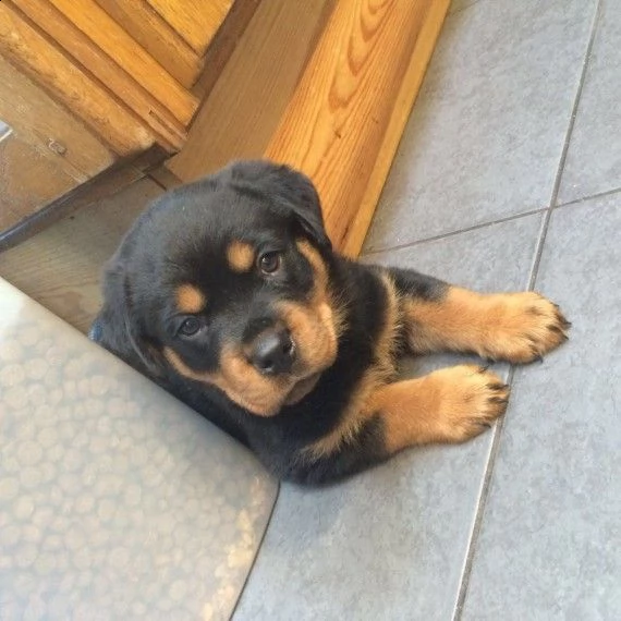 bellissimo rottweiler cucciolino