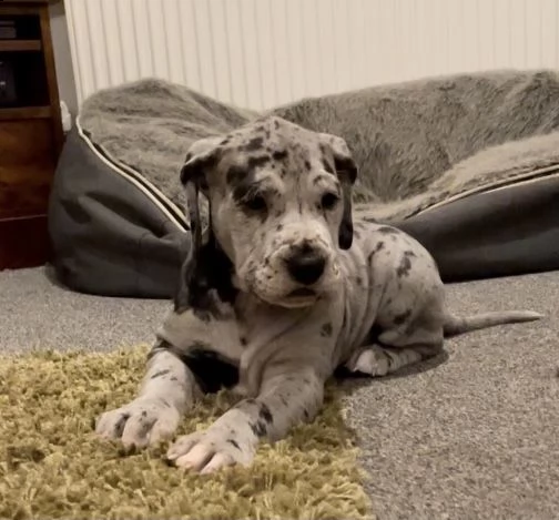 cucciolo alano merle | Foto 1