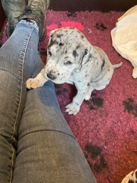 cucciolo alano merle | Foto 0