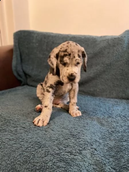 cucciolo alano merle