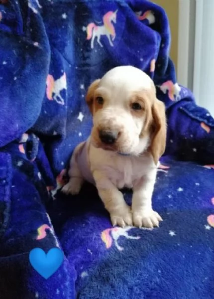 basset hound di razza completa | Foto 2