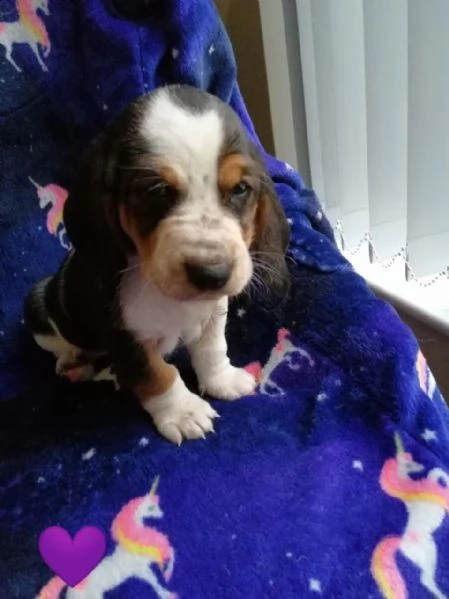 basset hound di razza completa | Foto 1