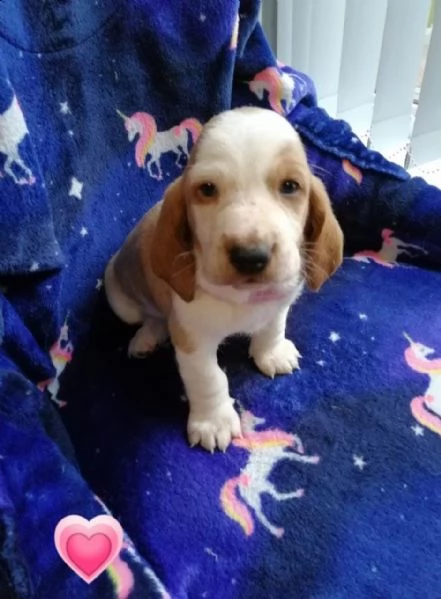 basset hound di razza completa | Foto 0