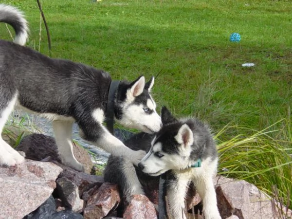 cuccioli  di siberian husky maschio e femmina | Foto 2
