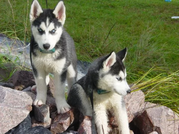 cuccioli  di siberian husky maschio e femmina