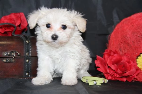  adorabili cuccioli malteser  femminucce e maschietti disponibili