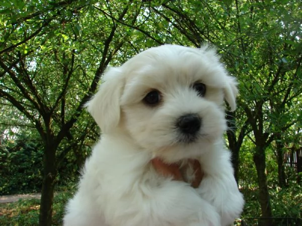  regalo adorabili cuccioli  malteser