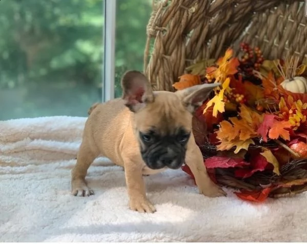 cuccioli di bulldog francese per l'adozione