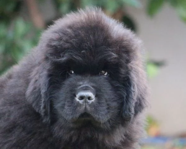 cuccioli di cane di terranova | Foto 0
