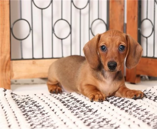  regalo adorabili cuccioli  bassotto femminucce e maschietti disponibili gratuita i cuccioli sono va