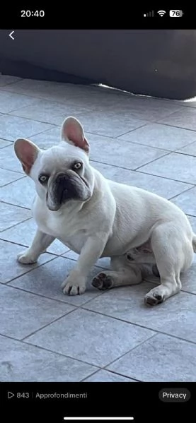 Bulldog francese  | Foto 3