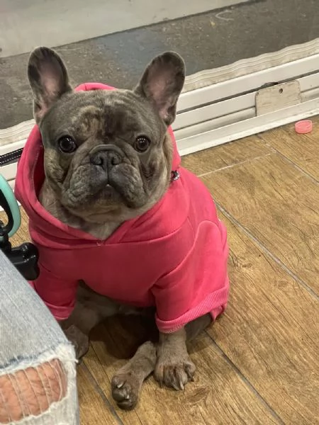 Bulldog francese  | Foto 2
