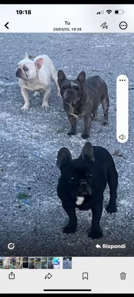 Bulldog francese  | Foto 1