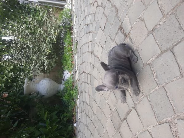 Bulldog francese  | Foto 0