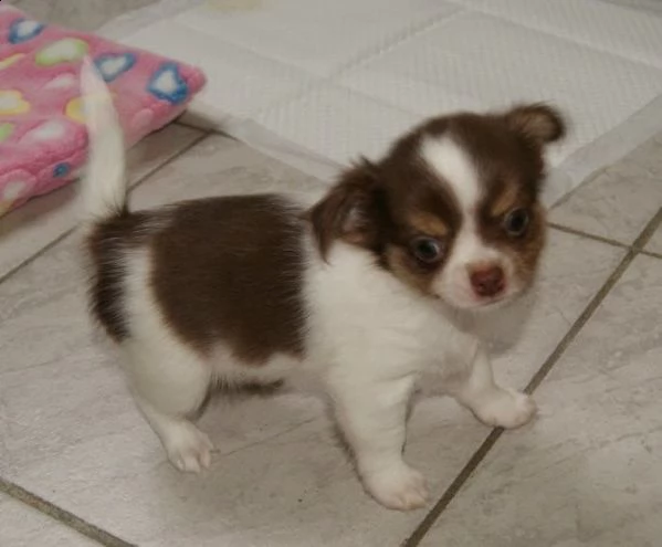  regalo chihuahua meravigliosi