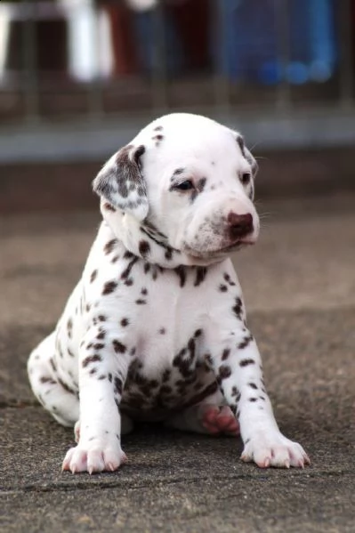 regalo dalmata cuccioli
