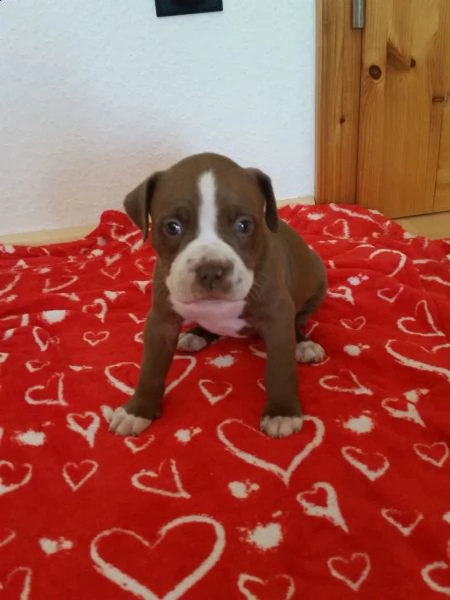 regalo bellissimi maschi e femmine pitbull cuccioli