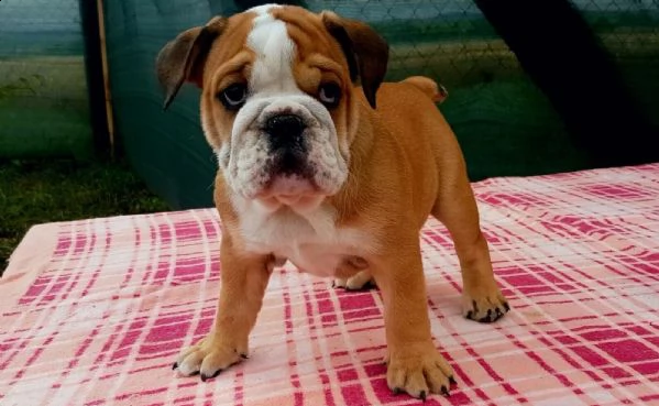  regalo bulldog inglese cuccioli con pedigree