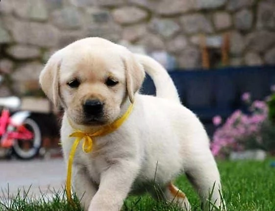  regalo bellissimi cuccioli di labrador