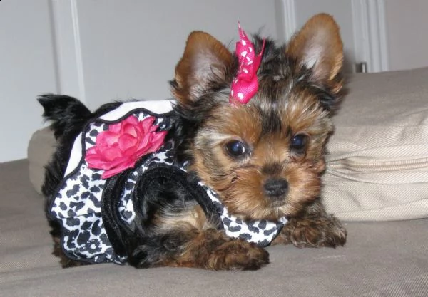  regalo tipo miniatura del yorkshire del bambino